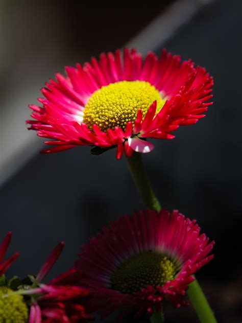 Flower Daisy Spring Free Photo On Pixabay Pixabay