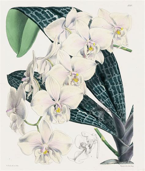 Phalaenopsis Schilleriana Orchid From Orchid Botanical Lithographs From
