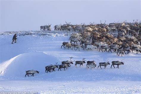 A Chukchi Man Driving A Herd Of Reindeer Along A Ridge Near Their
