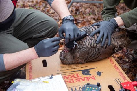 Nwtf And Nc Wildlife Resources Commission Co Hosting 12th Wild Turkey