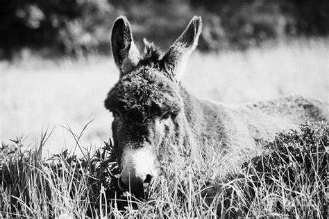 Irish Donkey In A Field Photograph By Joe Fox Fine Art America