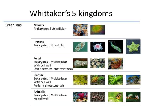 Ppt Classification Of Organisms Powerpoint Presentation Free Download Id 2299876