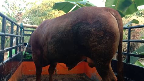 We did not find results for: Di Jual Proses Pengiriman Sapi Ke Prambanan - Sapi Sulthon Jr Dan Sapi Jinak TV Naik Mobil - YouTube