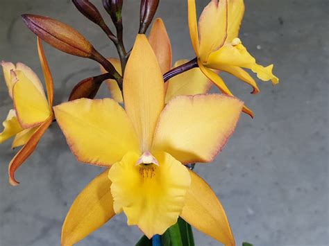 Cattleya Orchid Clone Jkf Appleblossom Topaz Gold Barrita Orchids