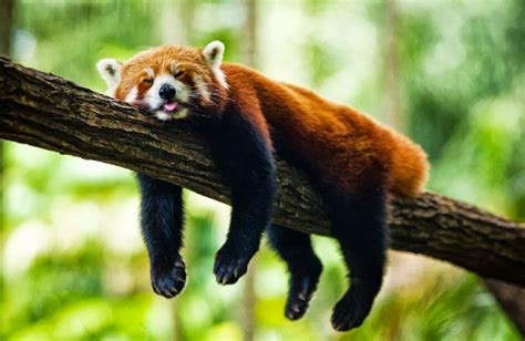 Alluring Planet Red Panda Sleeping
