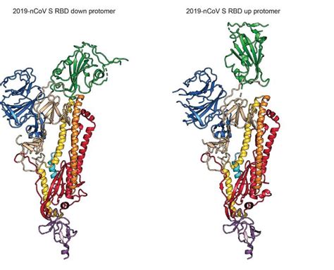 Image 4 Spike Protein Ribbon Structure