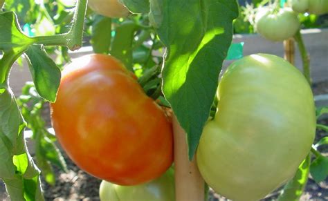 Beefsteak tomatoes, aptly named for their large size and meaty texture, have a classic tomato flavor, however, depending upon the variety, they can also be sweet to the taste. The Compost Bin: Porterhouse Tomato Update