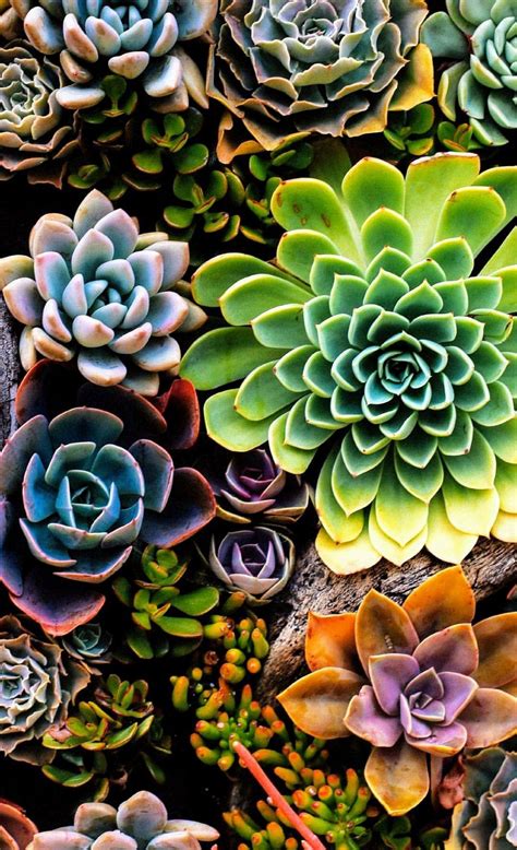 Succulent Iphone Wallpapers Top Những Hình Ảnh Đẹp