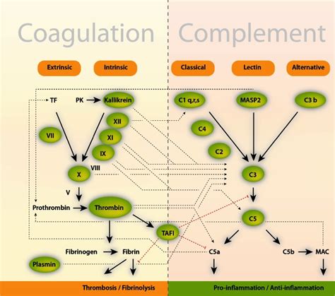 Cross Talk Between The Coagulation And Complement System The
