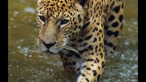 Petition · Save Endangered Jaguars United States ·