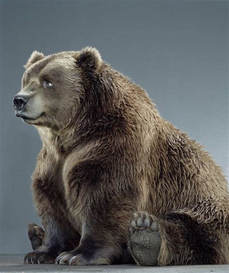Bear Portraits By Jill Greensberg Jill Greenberg Bear Brown Bear