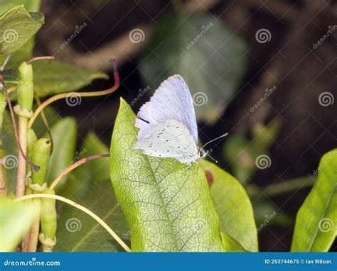 Small Blue Butterfly Cupido Minimus On Green Leaf Stock Image Image