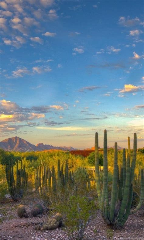 Landscape Nature Desert Cactus Mountain Arizona Wallpapers Hd