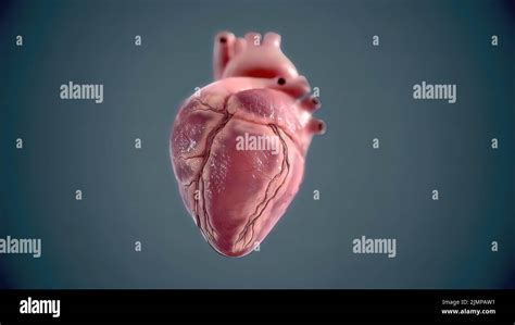 Cuore Umano Anatomia Realistica Modello 3d Del Cuore Umano Sul Monitor