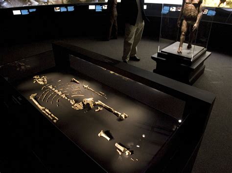 Lucy Fossil How One Of The Oldest Human Ancestors Died Time