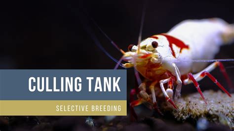 CULLING SHRIMPS AQUARIUM SELECTIVE BREEDING CARIDINA SHRIMP YouTube