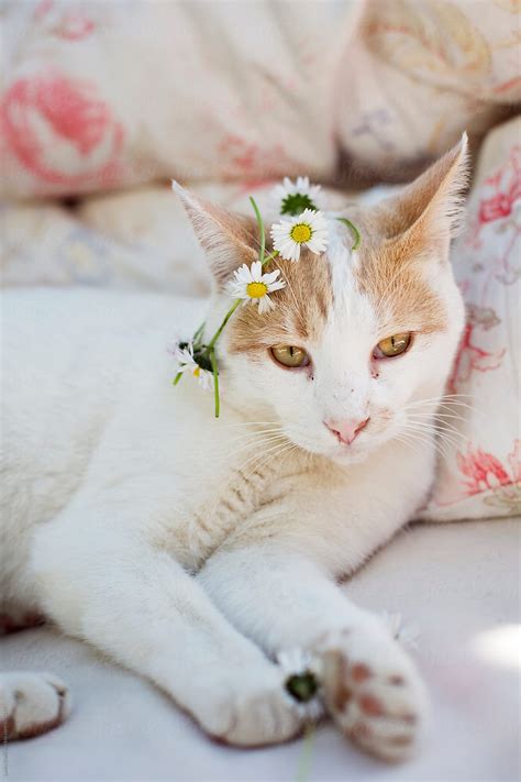 Close Up Of Cat Holding Daisy In His Hands And Wearing A Flowers