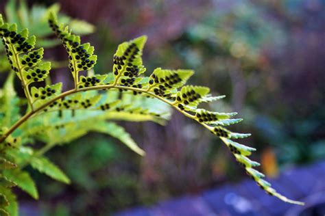 Fern Leaf With Spores Free Stock Photo - Public Domain Pictures