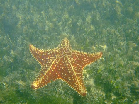 Spiny Cushion Starfish Culcita Schmideliana In The Mangroves Bonaire