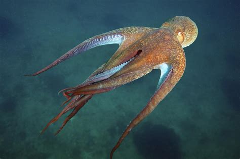 Octopus Swimming Japan Photograph By Alexander Semenov Pixels