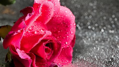 Wallpaper Red Roses Drops Flower 2560x1440