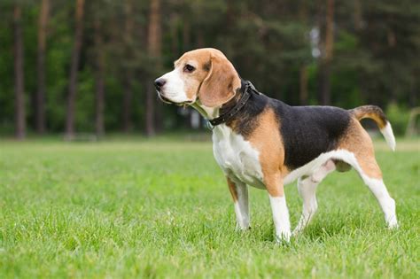 Beagle Breed Information And Photos Thriftyfun