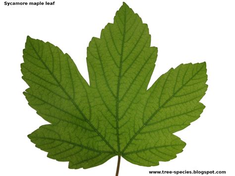 The World´s Tree Species Sycamore Maple Leaf