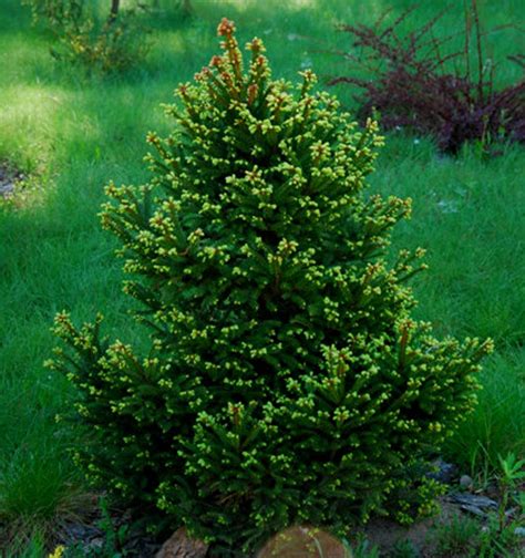 Picea Abies Ohlendorfii Dwarf Norway Spruce Kigi Nursery