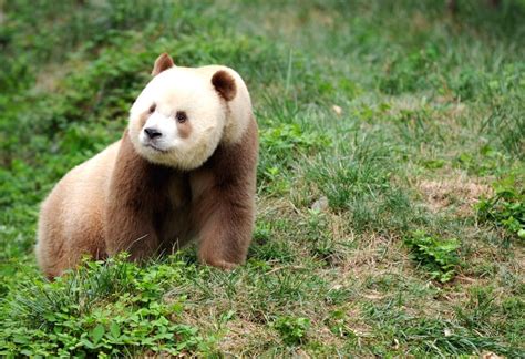 China Shaanxi Brown And White Qinling Panda
