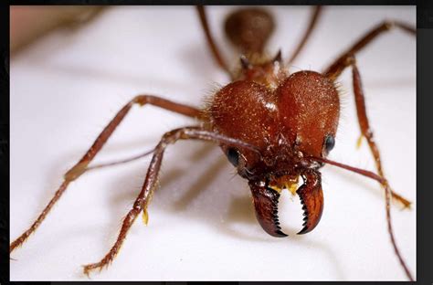 Ants Metal Infused Pincers Resemble Wolverines Adamantium Skeleton