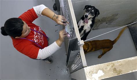 Lawrence Humane Society Shelter Plans For Repairs Expansion News