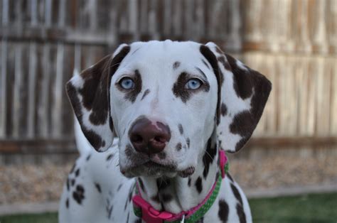 Liver Spotted Dalmatian 5 Mo Old Dalmatian Animals Dogs