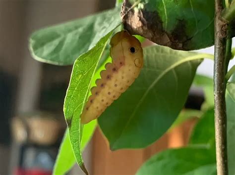 Raising Spicebush Swallowtail Caterpillars Rooted Wings Co