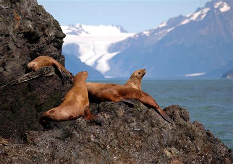 There are a couple more options to the find_refuges function to help you narrow your search; The Best Alaska Maritime National Wildlife Refuge Tours ...