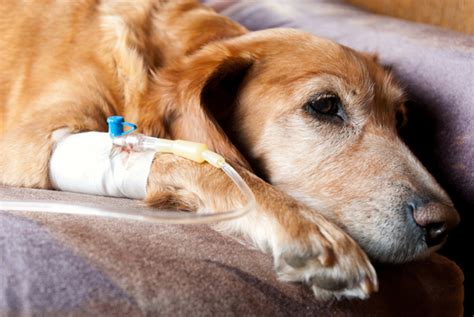 Can You Prevent Canine Cancer Sheknows
