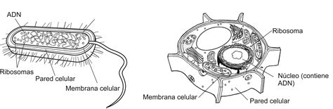 Dibujo Celula Eucariota Facil - SEONegativo.com