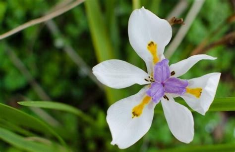 Dietes Grandiflora Australian Grow And Care Guide Agt