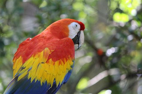 Rainbow Parrot Photograph By Jodi Vetter