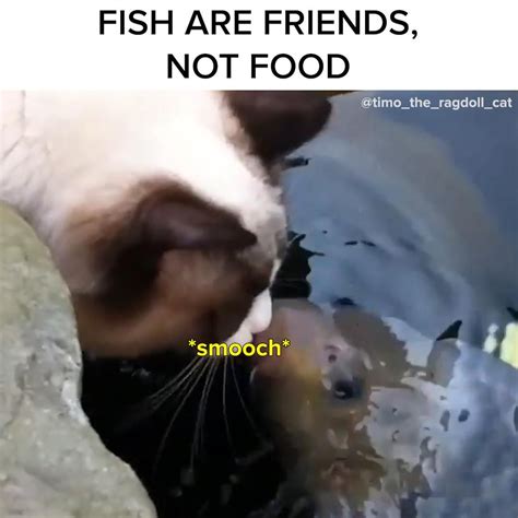 I Touch The Fishy