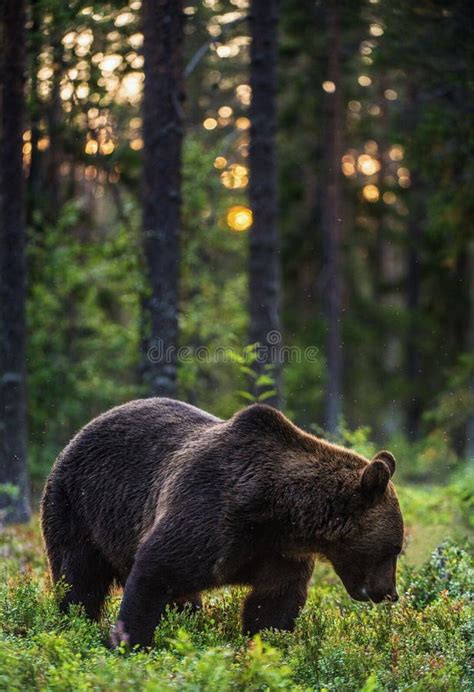 Big Brown Bear With Backlit Sunset Forest In Background Adult Male Of