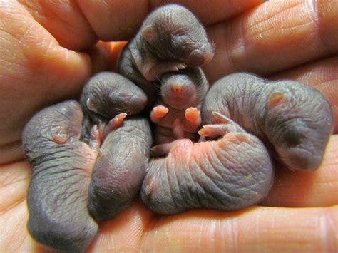 9 Adorable Baby Wild Animals Being Rehabilitated Mole Baby Mole And