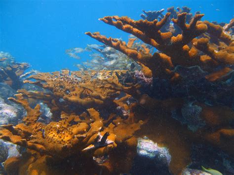 Reefs In The Keys
