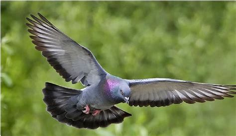 Astrology Tips And Pigeon Arrival Signs Of Good Luck To You Pigeon