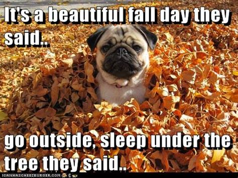 Beautiful Fall Day My Butt I Has A Hotdog Dog Pictures Funny