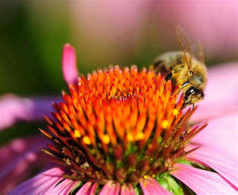 Browse the most recent myrtle beach, south carolina obituaries and condolences. Free Honey Bee & FLower 3 Stock Photo - FreeImages.com