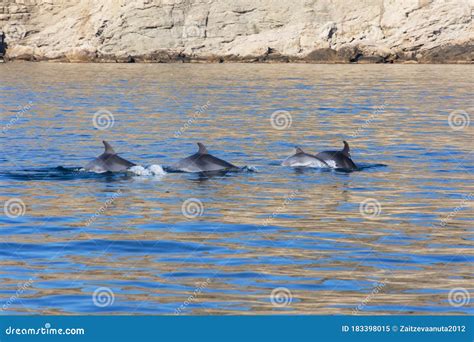 Dolphins In The Black Sea Off The Coast Of Balaklava Stock Image