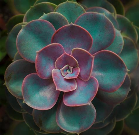 Close Up Photo Of A Succulent Plant · Free Stock Photo