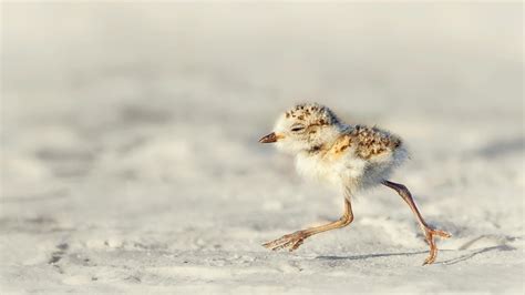 How Coastal Stewards Can Protect Floridas Beach Nesting Birds