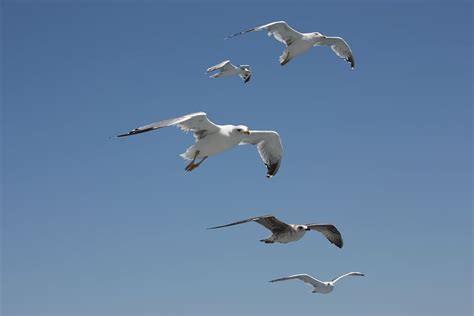 Hd Wallpaper Seagull Sky Bird Dom Flying White High Ocean