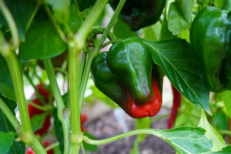 Growing Poblano Peppers Anchos From Seed To Harvest